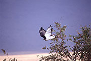 Picture 'KT1_31_22 Augur Buzzard, Buzzard, Tanzania, Ngorongoro'